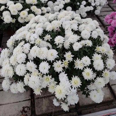 Хризантема мультифлора Бранарктис Вайт, С2 Хризантема мультифлора Бранарктис Вайт, С2 - Dolina-Sad.Ru