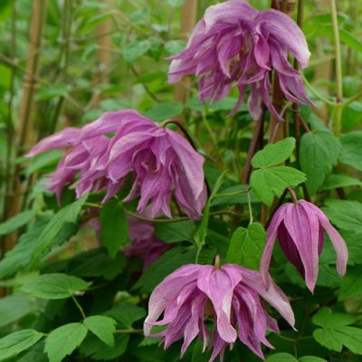 Клематис Пурпл Дрим Клематис Пурпл Дрим фото