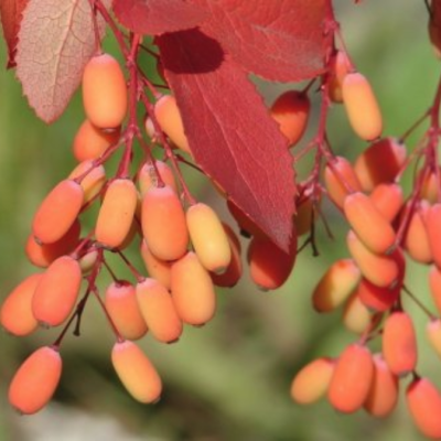Барбарис обыкновенный Альба Барбарис обыкновенный Альба - Dolina-Sad.Ru