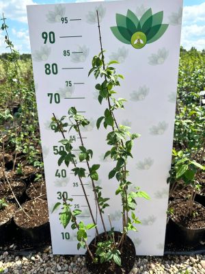 Чубушник венечный, С3 Чубушник венечный, С3 - Dolina-Sad.Ru