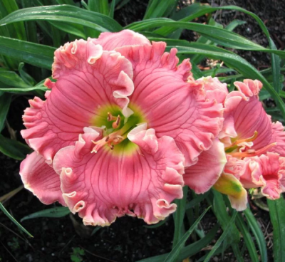 Лилейник Венециан Фриндж Лилейник Венециан Фриндж фото