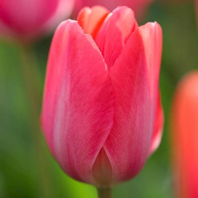 Тюльпан Либерстар Тюльпан Либерстар фото