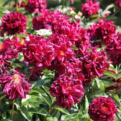 Пион Месье Мартин Каюзак Пион Месье Мартин Каюзак - Dolina-Sad.Ru