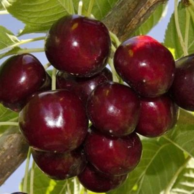 Комплект Сортов Черешни (Мускатная+Журба) Комплект Сортов Черешни (Мускатная+Журба) фото