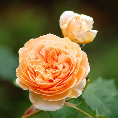 Роза Чарльз Остин Роза Чарльз Остин фото