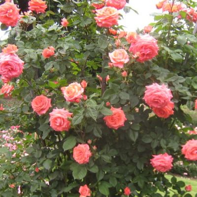 Роза Клайминг Америка Роза Клайминг Америка - Dolina-Sad.Ru