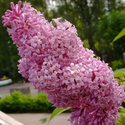Сирень венгерская, С3 Сирень венгерская, С3 - Dolina-Sad.Ru