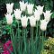Тюльпан Баллад Уайт Тюльпан Баллад Уайт фото