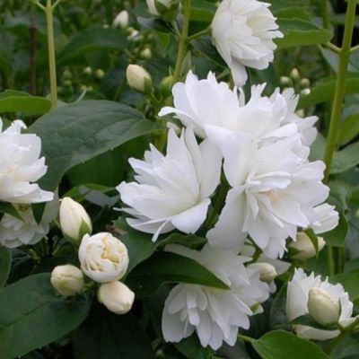 Чубушник Жирандоль Чубушник Жирандоль фото