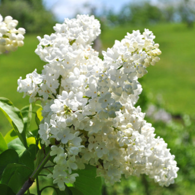 Сирень обыкновенная Ян Ван Тол Сирень обыкновенная Ян Ван Тол фото