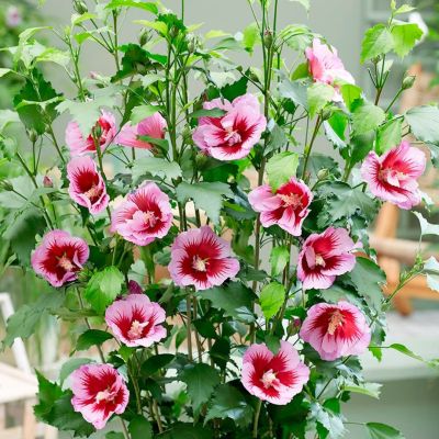 Гибискус сирийский Флауэр Тауэр Пепл Гибискус сирийский Флауэр Тауэр Пепл - Dolina-Sad.Ru