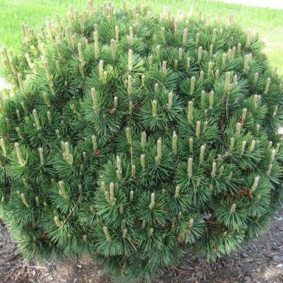 Сосна горная Гном Сосна горная Гном фото