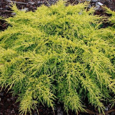 Можжевельник средний Кинг Оф Спринг Можжевельник средний Кинг Оф Спринг - Dolina-Sad.Ru