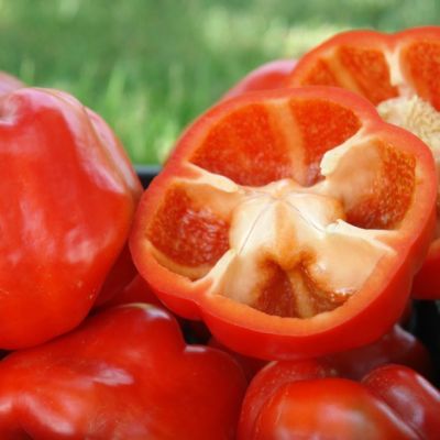 Перец Аристотель F1(Aristotle X3R), (Seminis/Голландия) Перец Аристотель F1(Aristotle X3R), (Seminis/Голландия) фото