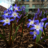 Хионодокса Блю Гигант Хионодокса Блю Гигант - Dolina-Sad.Ru