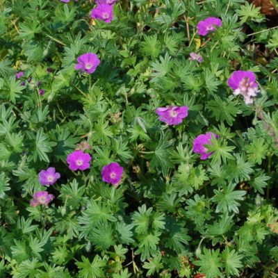 Герань Визион Виолет Герань Визион Виолет - Dolina-Sad.Ru