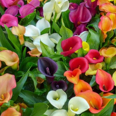 Калла Микс Калла Микс фото