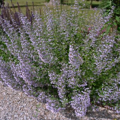 Душевник котовниковый Душевник котовниковый - Dolina-Sad.Ru