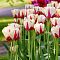 Тюльпан Уолд Экспрешн фото