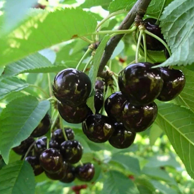 Черешня Бычий Глаз Черешня Бычий Глаз - Dolina-Sad.Ru