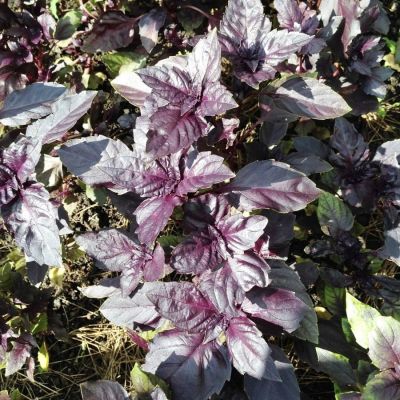 Базилик Арарат Базилик Арарат фото