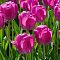 Тюльпан Пурпл Прайд Тюльпан Пурпл Прайд - Dolina-Sad.Ru