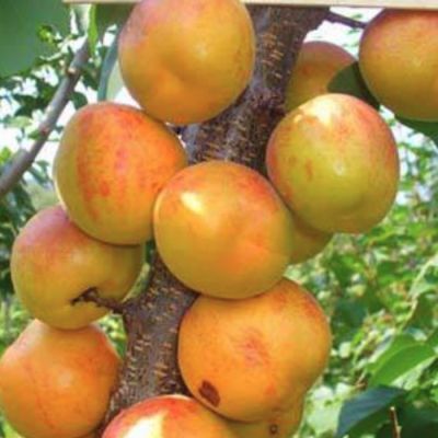 Абрикос Левицкого Абрикос Левицкого - Dolina-Sad.Ru