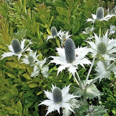 Синеголовник Вайт Джайнт Синеголовник Вайт Джайнт - Dolina-Sad.Ru