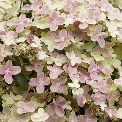 Гортензия метельчатая Полестар, С3 Гортензия метельчатая Полестар, С3 - Dolina-Sad.Ru