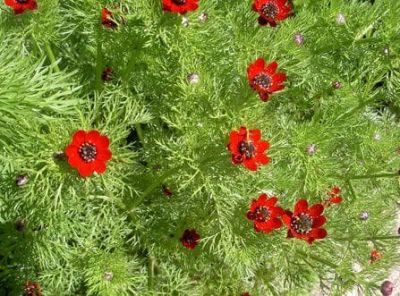 Адонис Красный Адонис Красный фото