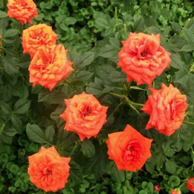 Роза Оранж Мини Роза Оранж Мини фото