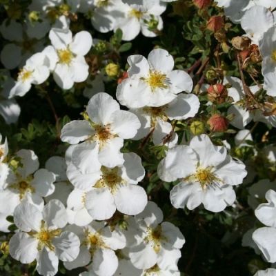 Лапчатка кустарниковая Манчу Лапчатка кустарниковая Манчу - Dolina-Sad.Ru