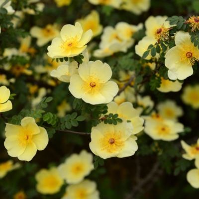 Лапчатка Примроуз Бьюти Лапчатка Примроуз Бьюти - Dolina-Sad.Ru