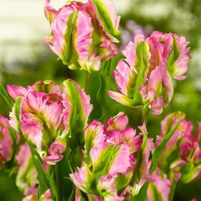 Тюльпан Грин Вейв Тюльпан Грин Вейв фото