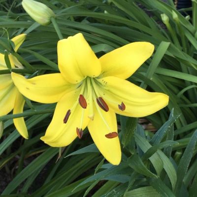 Лилия Перл Мелани Лилия Перл Мелани - Dolina-Sad.Ru