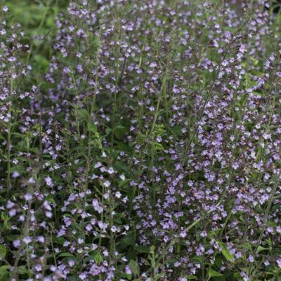 Душевник котовниковый Душевник котовниковый - Dolina-Sad.Ru