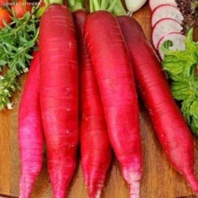 Редис Красный Великан фото