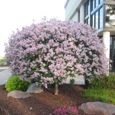 Сирень раскидистая Мисс Ким Сирень раскидистая Мисс Ким фото