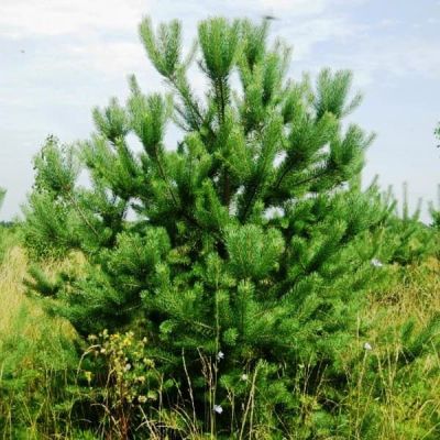 Сосна обыкновенная Ажурная Сосна обыкновенная Ажурная фото