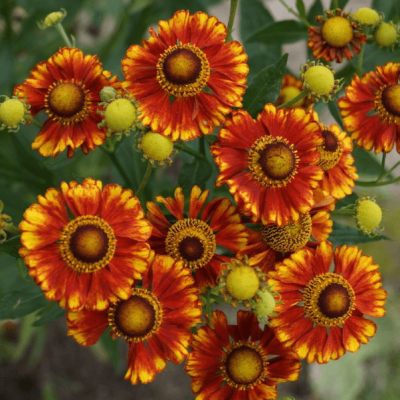 Гелениум Фуэго , P11 Гелениум Фуэго , P11 фото