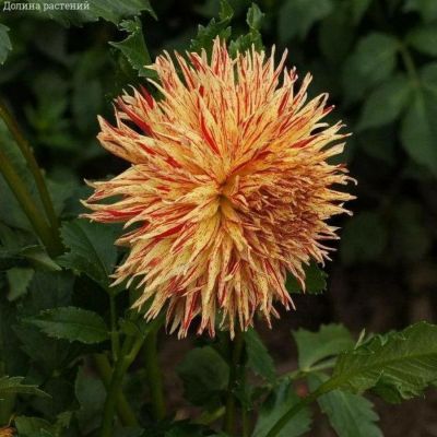 Георгина Марканти Георгина Марканти - Dolina-Sad.Ru