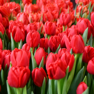 Тюльпан Ларго - Dolina-Sad.Ru