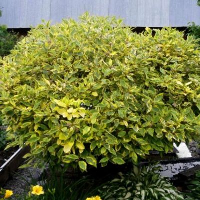 Дерен белый Спаети Дерен белый Спаети фото