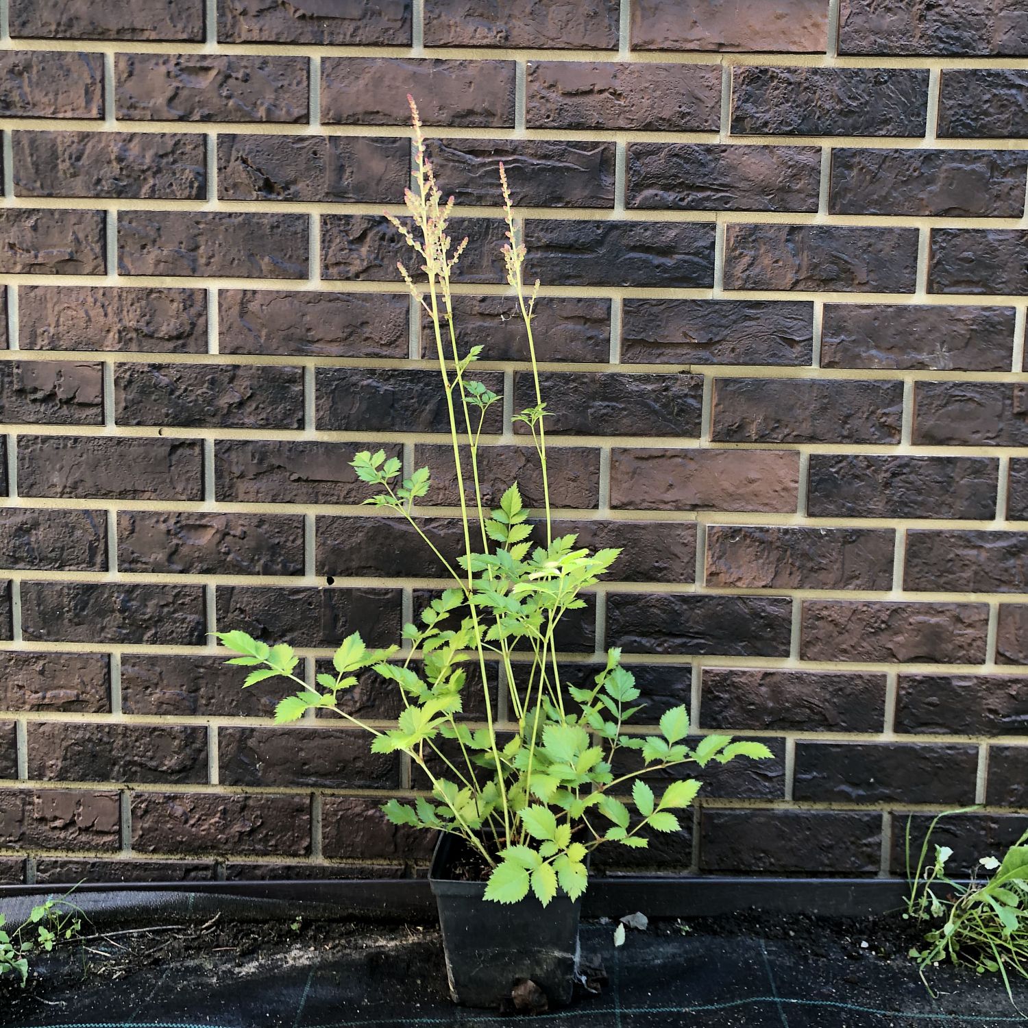 Астильба Майти Пип Астильба Майти Пип фото