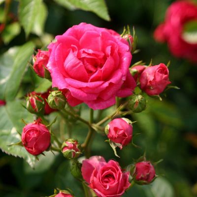 Роза Эльмшорн Роза Эльмшорн фото