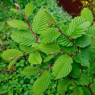 Граб обыкновенный Граб обыкновенный - Dolina-Sad.Ru