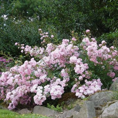 Роза Фэйри (2шт.) Роза Фэйри (2шт.) фото