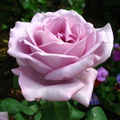 Роза Майзер Фастнах Роза Майзер Фастнах фото