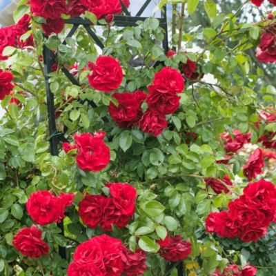 Роза Калонетта Роза Калонетта - Dolina-Sad.Ru