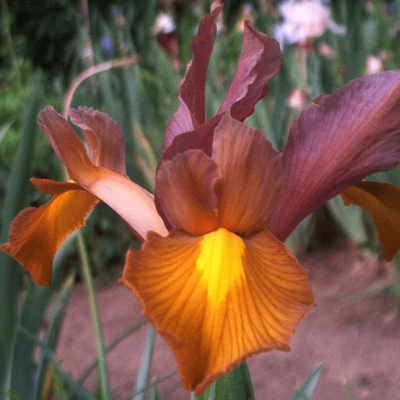 Ирис Бронз Квин Ирис Бронз Квин фото